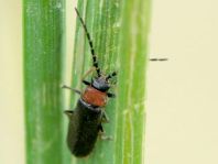 Silis ruficollis