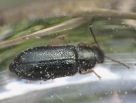 Aplocnemus nigricornis