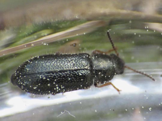 Aplocnemus nigricornis
