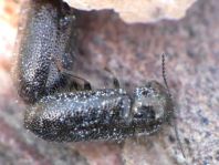 Aplocnemus sp.