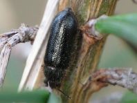 Aplocnemus nigricornis
