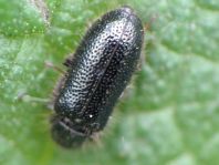 Aplocnemus nigricornis