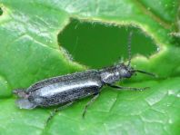 Dasytes sp.