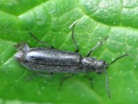 Dasytes sp.