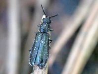 Dasytes cyaneus