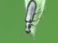 Dasytes sp.