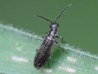 Dasytes plumbeus