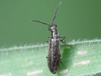 Dasytes plumbeus