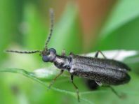 Dasytes plumbeus