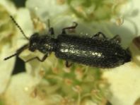 Dasytes sp.