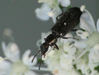 Dasytes sp.
