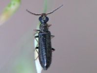 Dasytes plumbeus