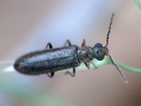 Dasytes plumbeus