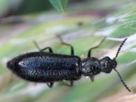 Dasytes virens