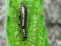 Dasytes sp.