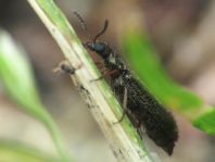 Dasytes virens