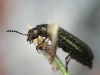 Dasytes virens