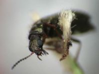 Dasytes virens