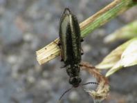 Dasytes virens