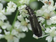 Dasytes sp.