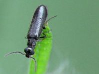 Dasytes sp.