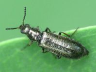 Dasytes sp.