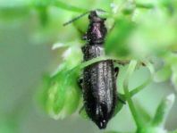 Dasytes sp.