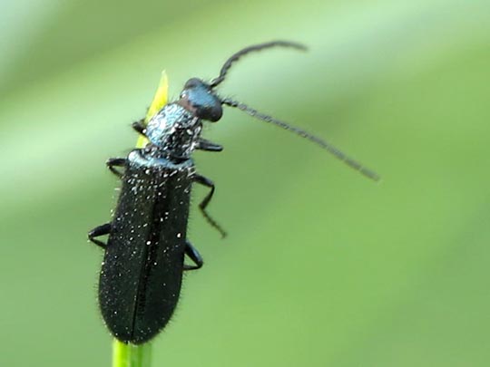 Dasytes cyaneus