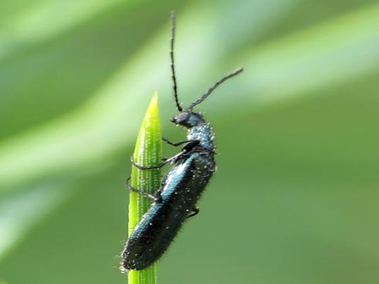 Dasytes cyaneus