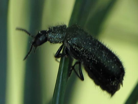 Dasytes cyaneus