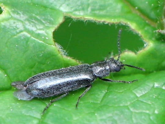 Dasytes sp.