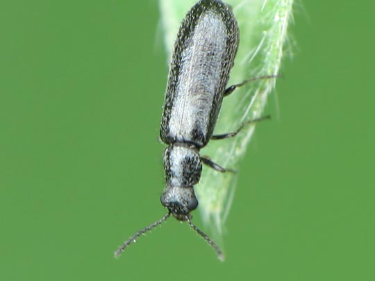 Dasytes sp.