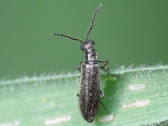 Dasytes plumbeus