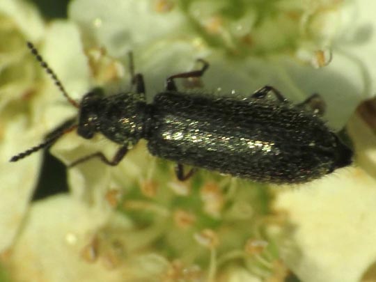 Dasytes sp.