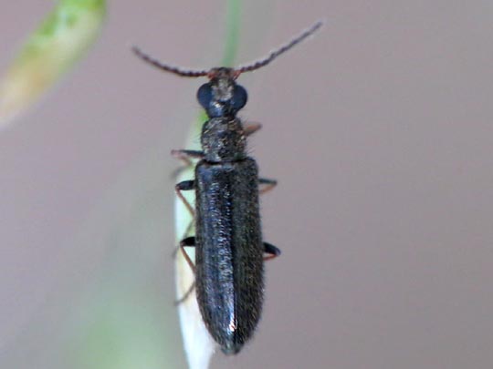 Dasytes plumbeus