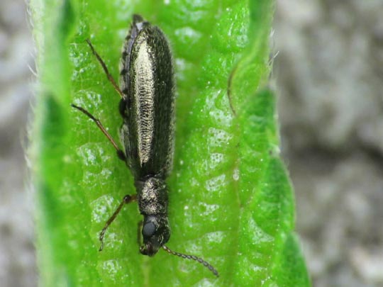 Dasytes sp.