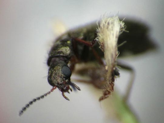 Dasytes virens