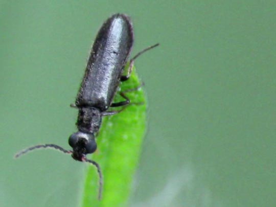 Dasytes sp.