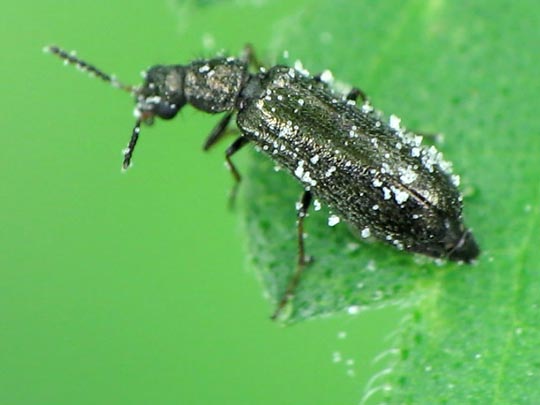 Dasytes sp.