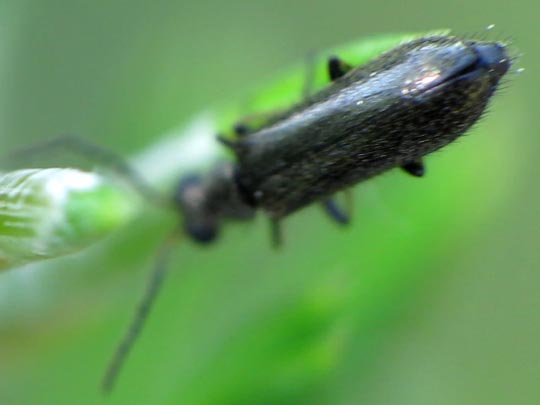 Dasytes sp.