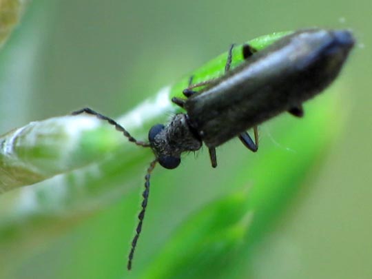 Dasytes sp.