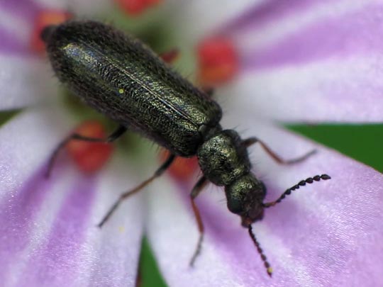 Dasytes sp.