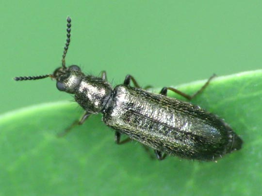 Dasytes sp.
