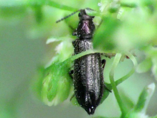 Dasytes sp.