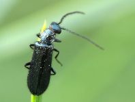 Dasytes cyaneus