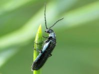 Dasytes cyaneus