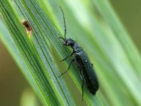 Dasytes cyaneus