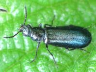 Dasytes cyaneus