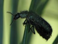 Dasytes cyaneus