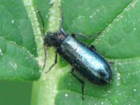 Dasytes cyaneus